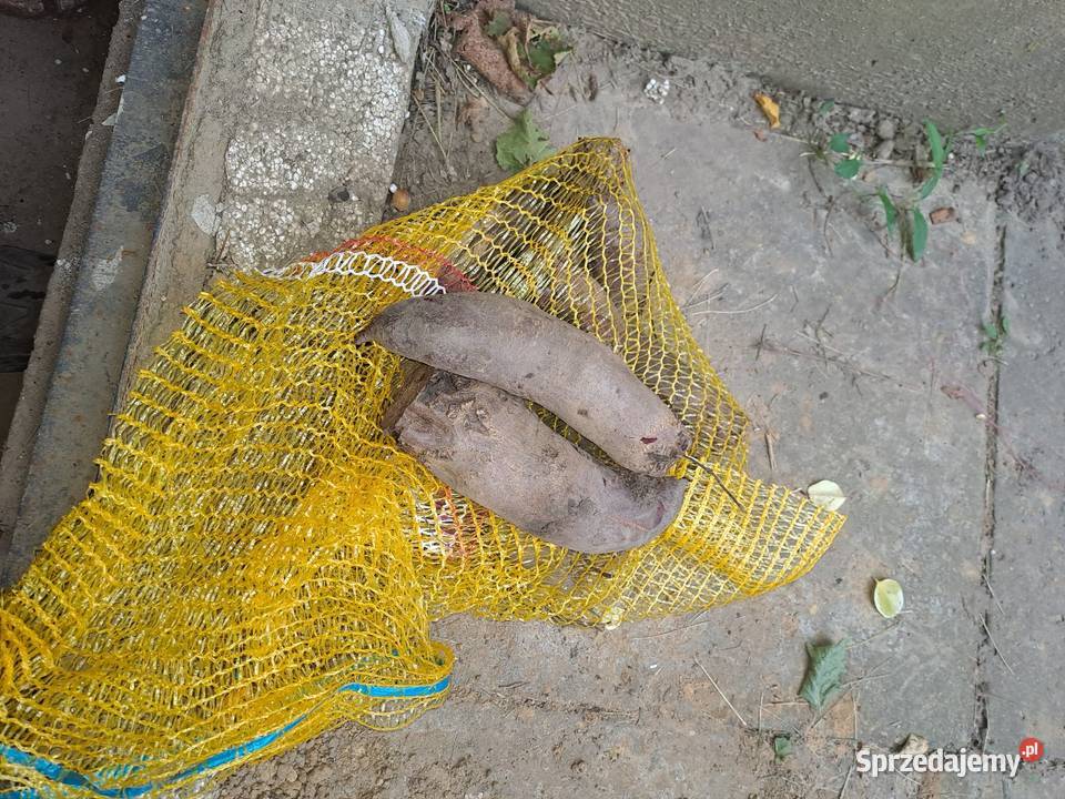 Buraczek ćwikłowy Przeworsk