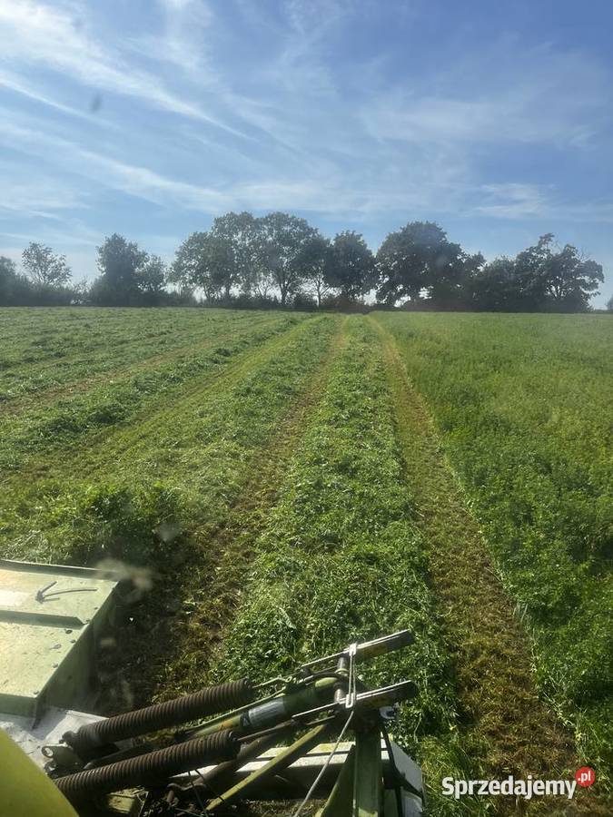 Sianokiszonka z lucerny 2025 Trawy, słoma kujawsko-pomorskie Lipno