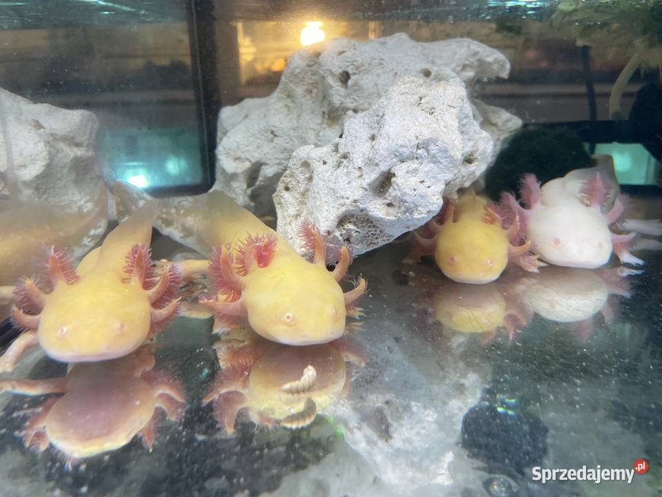 axolotl wodny smok lemon Gliwice sprzedam