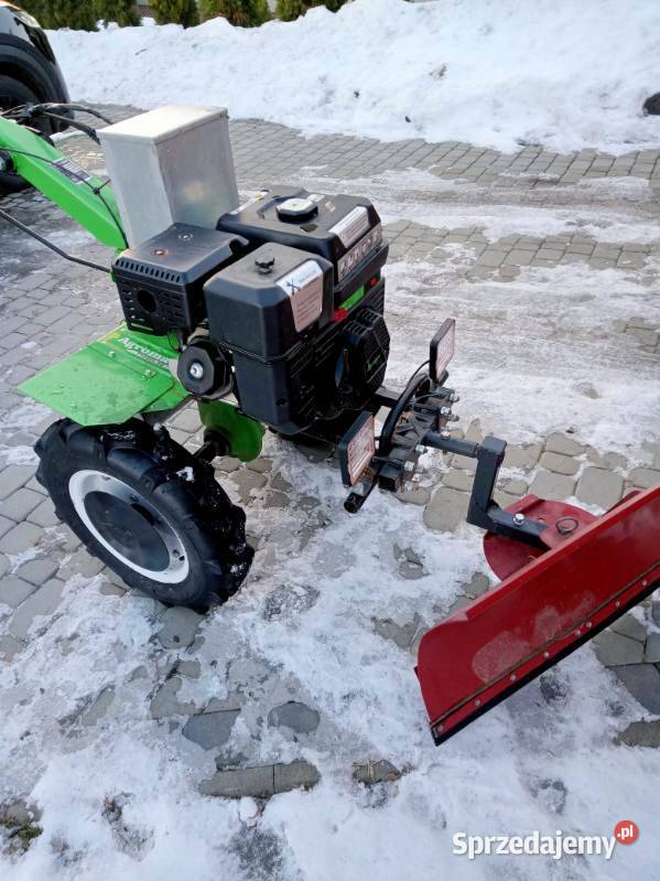 Glebogryzałka małopolskie Brzesko