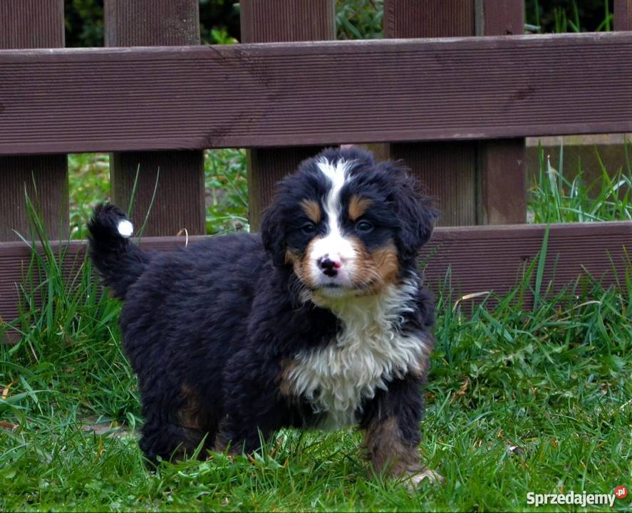 Berneński Pies Pasterski szczenięta ZKwPFCI Gdynia