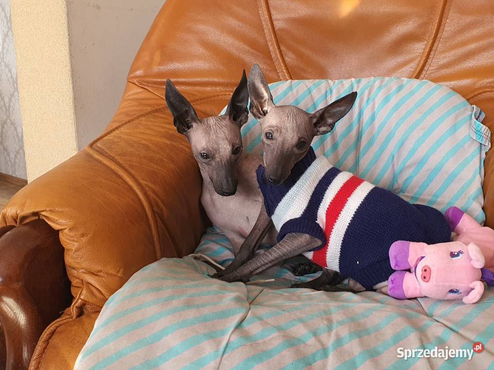 Pinczer Xolo Meksykańczyk Adopcja Radomsko sprzedam