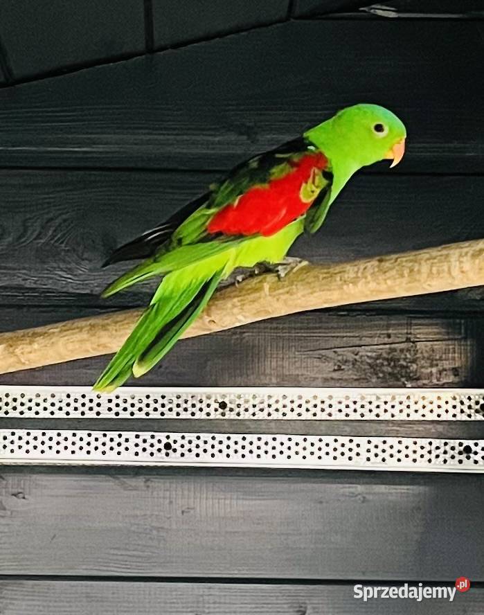 Krasnopiórka czerwonoskrzydłe