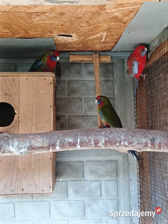 Rozelle Królewskie sprzedam