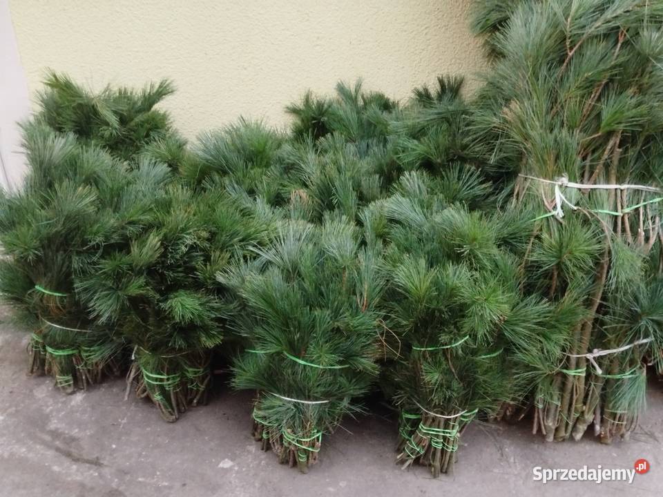 Sosna wejmutki Brzeg