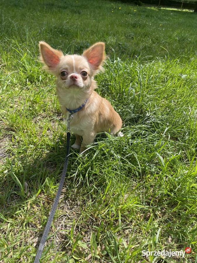 Śliczna sunia Chihuahua długowłosa