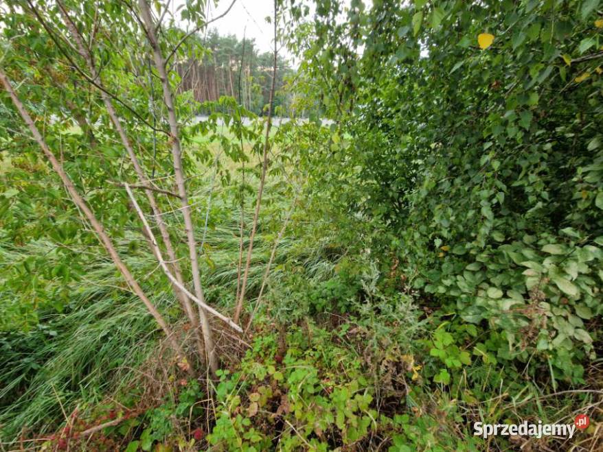 Syndyk sprzeda nieruchomość niezabudowaną we wsi Całowanie