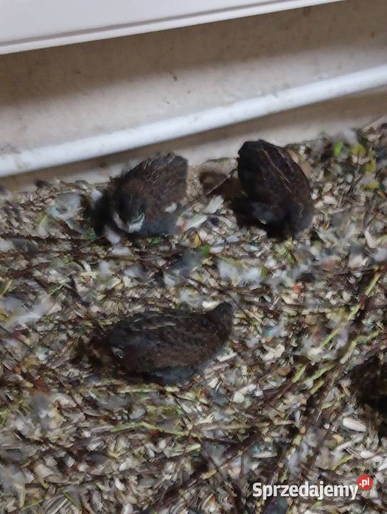 Sprzedam przepiórki chińskie Korytowo