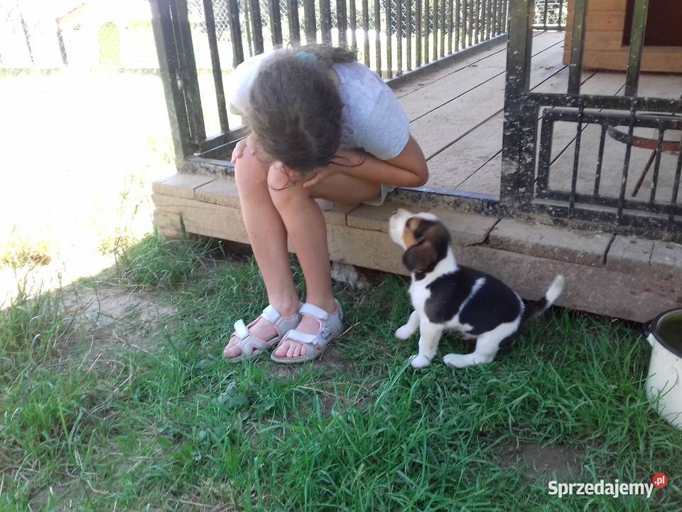 Piesek rasy Beagle z rodowodem małopolskie Gnojnik