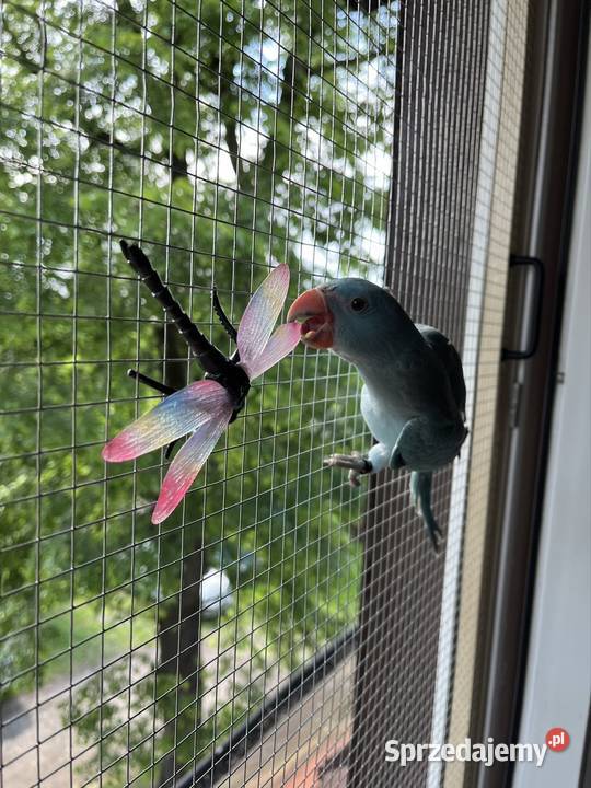 Papuga Aleksandreta obrożna ręcznie karmiona śląskie Katowice