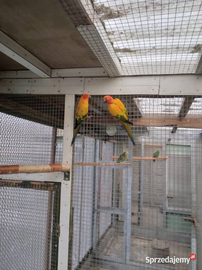 Konury słoneczne 23r i 25r