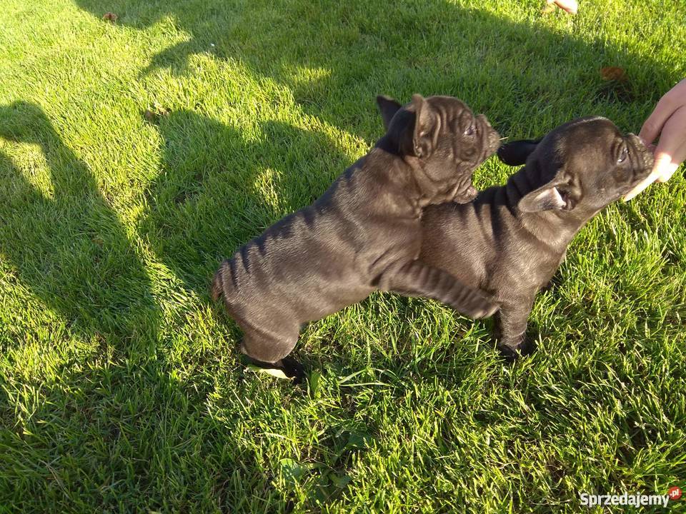 Buldożki francuskie Buldog francuski podkarpackie