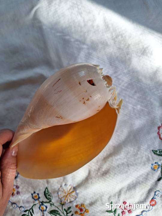 Piękna muszla Melo melo duża Łomianki