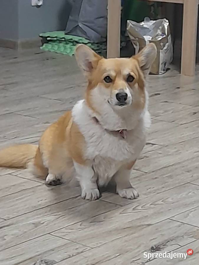 Welsh Corgi Pembroke szczenięta FCI Kielce