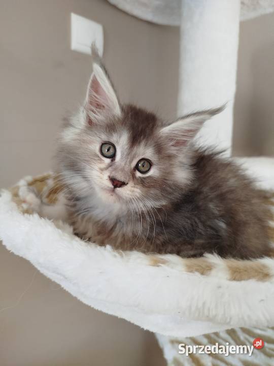 Jasmine kotka Maine Coon Szembruk sprzedam