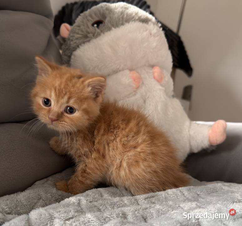 Brytyjski długowłosy krótkowłosy szylkret rudy Wrocław sprzedam