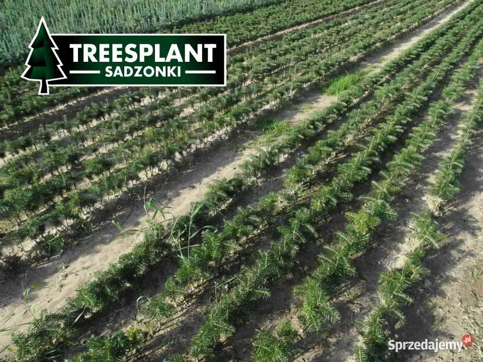 Jodła Kaukaska 1220 sadzonki na plantacje świerk Poznań