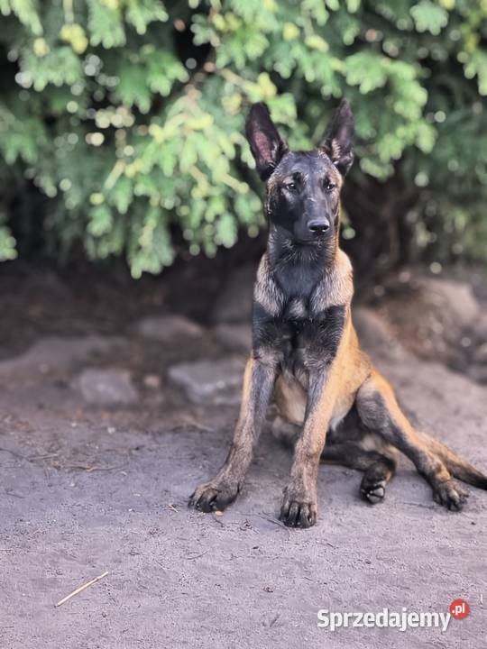 Owczarek belgijski malinois Agat