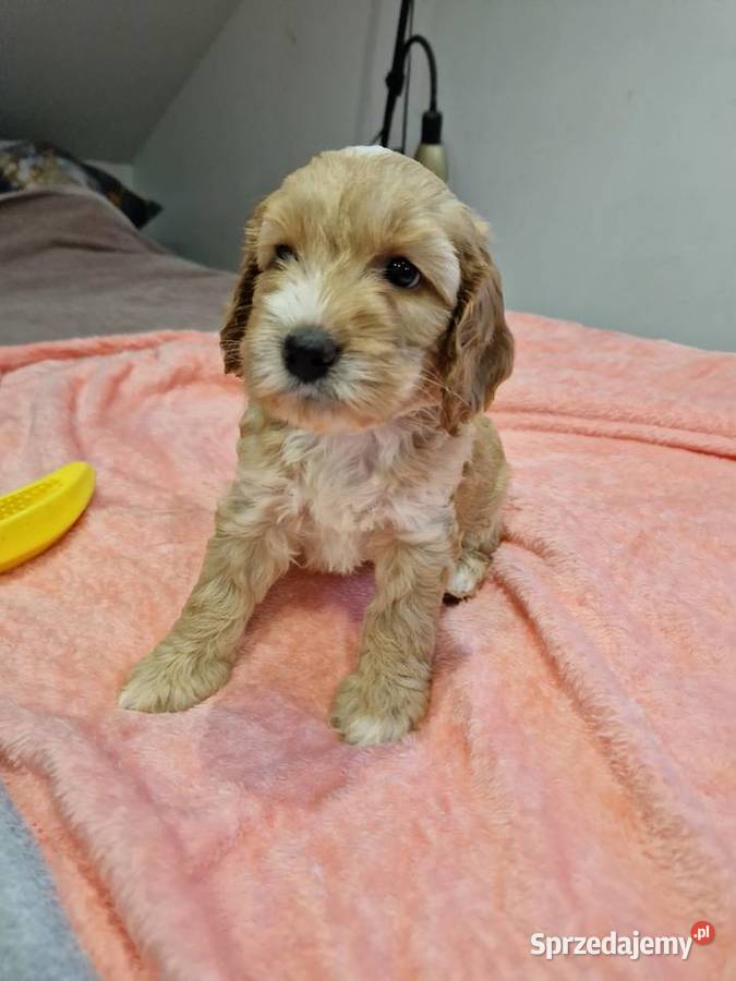 Cockapoo szczeniaki cockapoo Sandomierz
