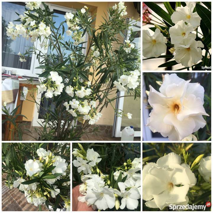 Oleander biały pachnący pełny na imieniny