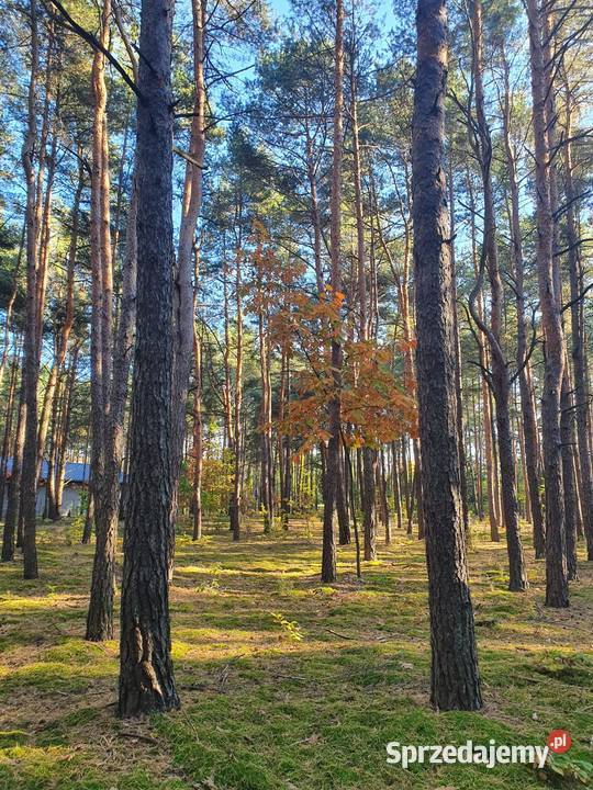 Działka leśna 5600m 90 Warszawy 5600m2 Kostrzyn