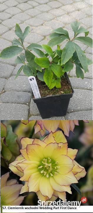 Ciemiernik zółty podwójny Opole