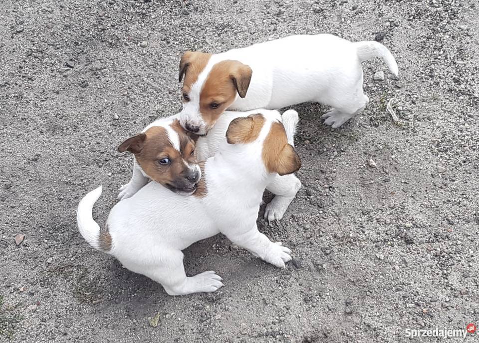 Szczeniaki Jack Russel Terrier śląskie Kolonia Wierzchowisko