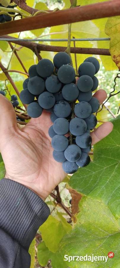 Winogron ciemny ekologiczny bez żadnej chemii Kraśnik