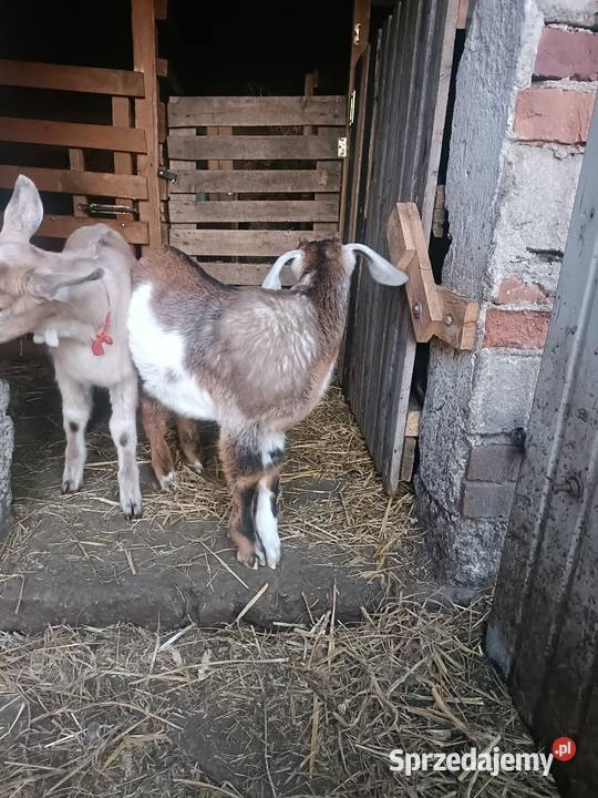 Sprzedam koziolki Krasowice