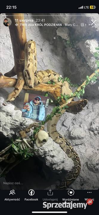 Samiec Boa imperator Dębno