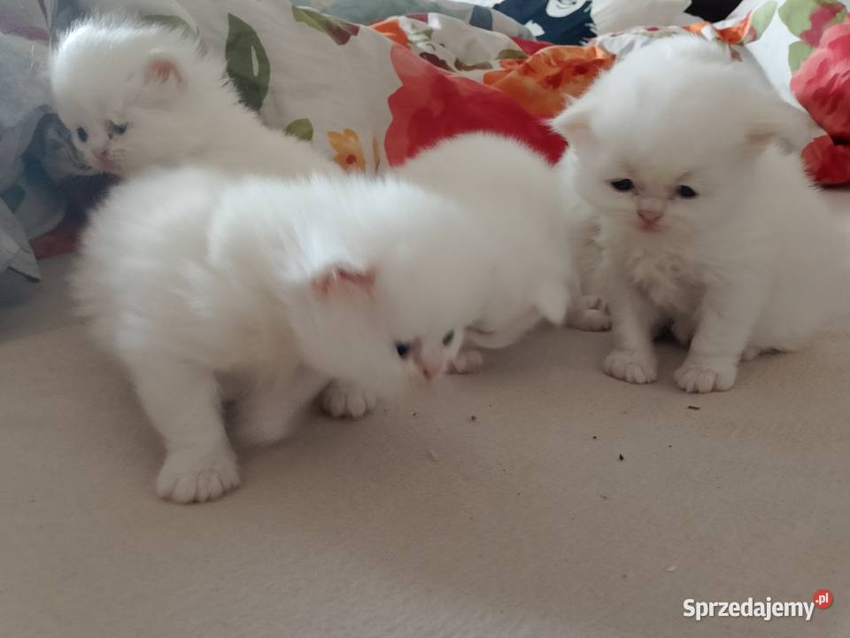 Korki perskie białe sreberka Inowrocław