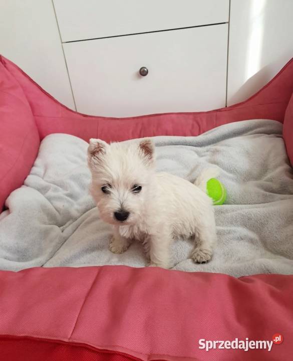 Śliczna Suczka West Highland White Terrier Z podkarpackie Rzeszów