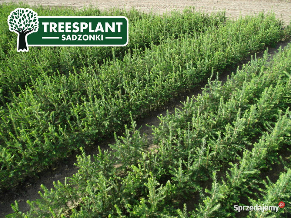 Sadzonki Świerk Pospolity Picea Abies 21 3050 Lublin