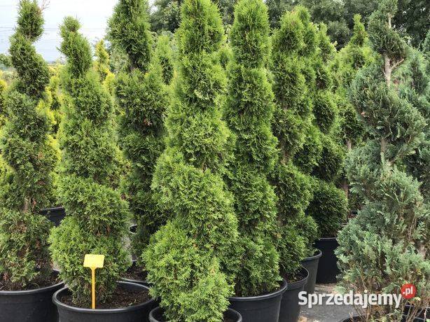 Bonsai Drzewa Formowane Spirala Szmaragd Wys 180 Anieliny