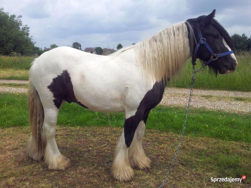 koń cygański tinker wałach mazowieckie Warszawa