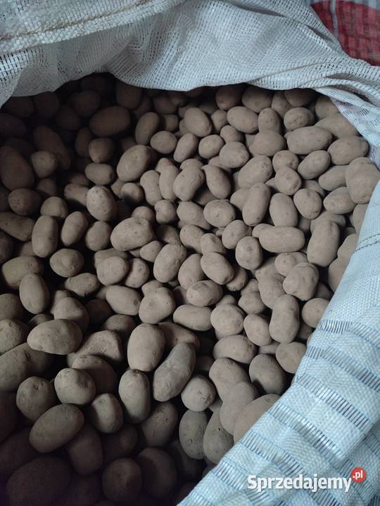 Sadzeniak Innovator kwalifikat klasa A Zbuczyn