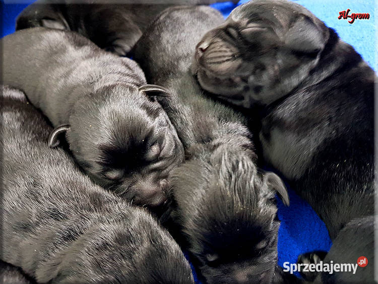 Czarne szczenięta rasy Labrador Retriever Chynów
