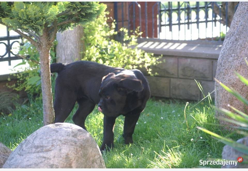 Cane Corso FCI suczka zagraniczne krycie Kielce