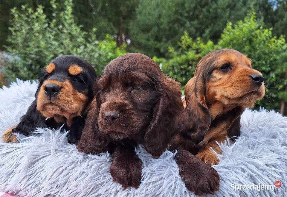 Cocker spaniel angielski Lubaczów