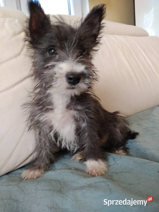 Cairn terrier suczka szczeniaki Przywidz