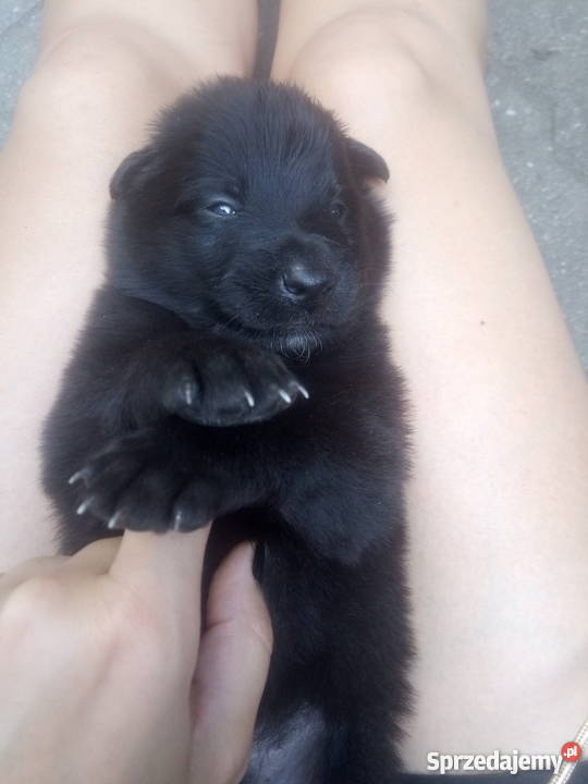 Owczarek Belgijski Groenendael Zwierzęta dolnośląskie Wrocław sprzedam