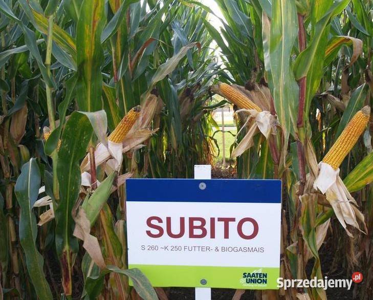 Kukurydza SU SUBITO fao 260 na kiszonkę Produkcja roślinna warmińsko-mazurskie