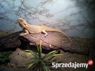 Agama Brodata dorosła samiec Józke Przasnysz