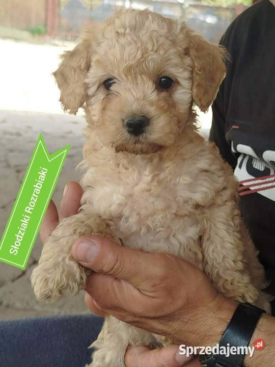 Goldendoodle F1B hybryda Rzeszów