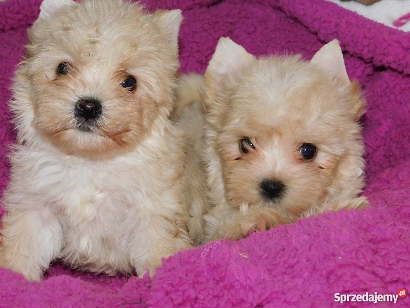 golddust yorkshire terrier biąłe yorki unikat Kraków