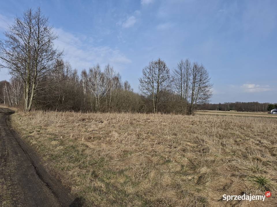 Syndyk sprzeda 1/2 udziału w nieruchomości gruntowej Dzierżązna -zgierski