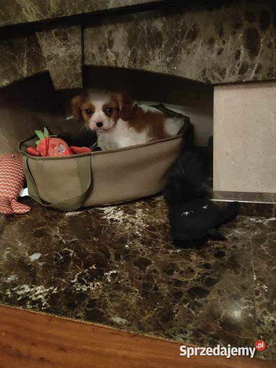 Cavalier King Charles Spaniel Garwolin