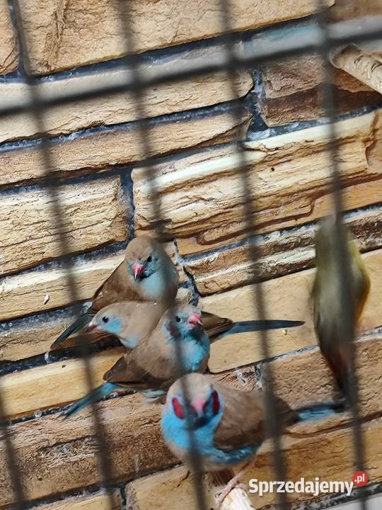 Motylik krasnouchy Astryld Astryldy para Ptaki małopolskie