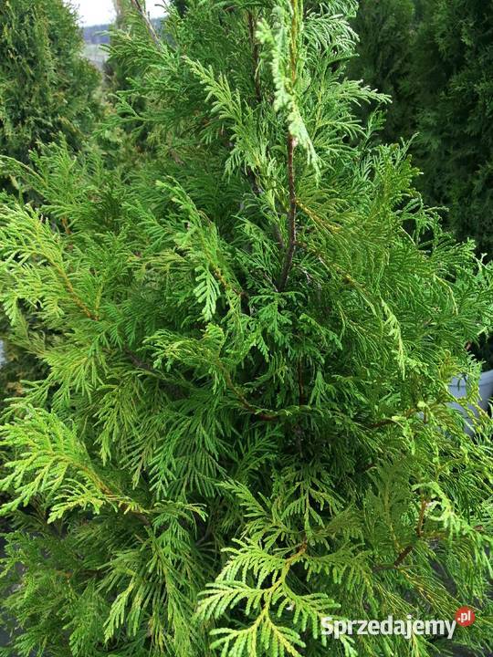 Tuja Zebrina 145 165 W doniczce thuje Siewierz