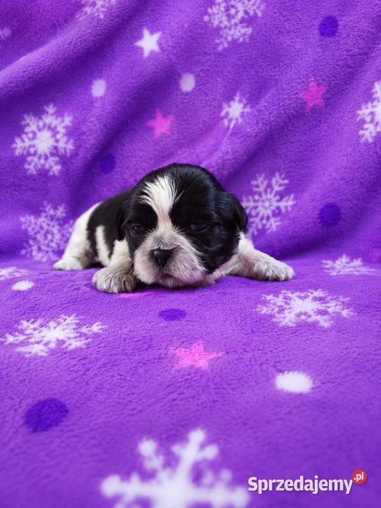 szczeniaki shih tzu kujawsko-pomorskie Ciechocin